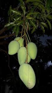 amrutang mango